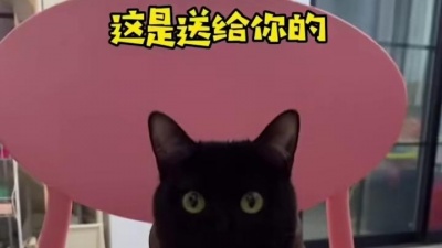 南蔷桑 - 【一隻黑糖啵啵】養黑貓真的每一天都有驚喜