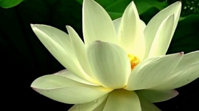 优秀少年钮裔诺 - 李玲玉一首经典情歌《深深的爱》醉人心扉