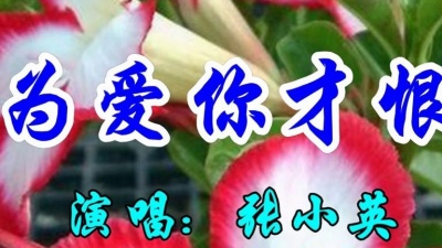 音乐天堂 - 张小英一首经典情歌《因为爱你才恨你》好听极了