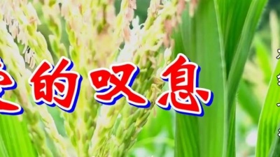 听音乐我快乐 - 林翠萍一首《爱的叹息》经典老歌，好听感人，超级好听！