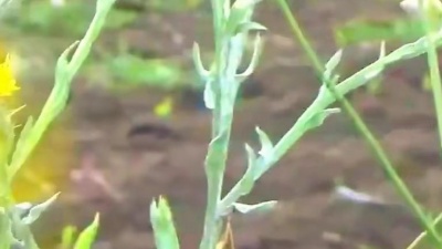 LEO它爹 - Modern Talking, Witchqueen of Eldorado, Wild Field Flowers