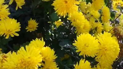 杨洁新 - 张小英一首《诉不尽的情意》动人旋律，柔情音色，太经典了