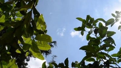 陈美龄 - 归来的燕子