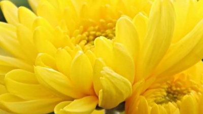 诗韵轻歌 - 《冰菊物语》古筝，赏菊，纯音乐欣赏，采菊东蓠下，悠然见南山！