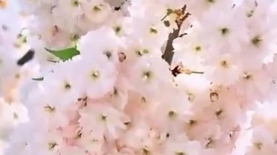 每日好歌 - 听多少遍都不腻！刘芳一首《飘洋过海来看你》旋律太醉人了！