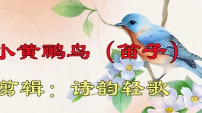 诗韵轻歌 - 《小黃鹂鸟》笛子，纯音乐欣赏