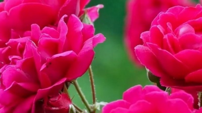 乔勋安 - 林翠萍一首经典情歌《情人的眼泪》好听醉了，听了还想听