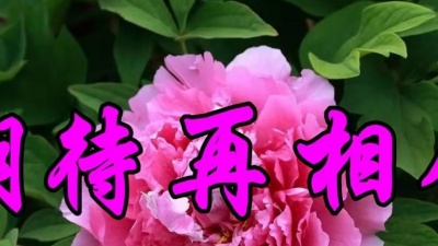 吾爱音乐 - 怀旧老歌，韩宝仪一首《期待再相会》好听极了
