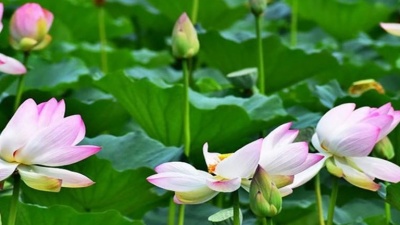漫步音乐街 - 一首好听的纯音乐《刀切莲藕丝不断》，很经典，我听了好多遍