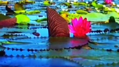 玉海听音乐 - 梦鸽一首经典老歌《微山湖》超级好听，银铃般的嗓音百听不厌！