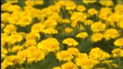 毛宁 - 我知道你不会再回头