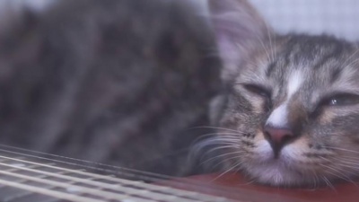 潇洒走一回 - 猫咪安眠曲（催眠成功Ver）