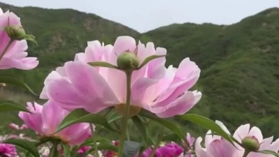 袖珍妈妈逗乐 - 张小英一首怀旧老歌《爱的苦酒》好听极了