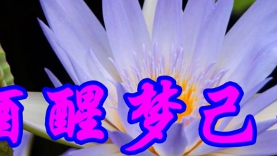 青宝 - 张小英一首经典情歌《酒醒梦已残》句句伤感，令人心碎