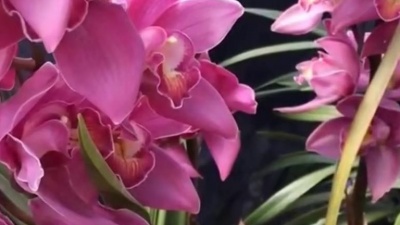小梁弟爱唱歌 - 母亲节到了，乌兰图雅一首《山里的孩子》送给朋友们