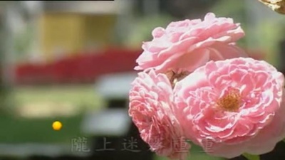 邓丽君 - 陇上一朵玫瑰
