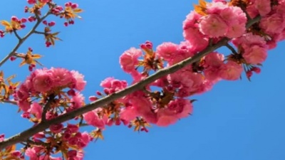 袖珍妈妈逗乐 - 韩宝仪一首经典情歌《梅花梦》好听极了，让人听不够