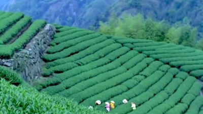 音乐制片厂 - 郑湫泓、郑志立《茶香》描述在外拼搏的游子思念家乡的情怀