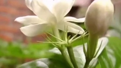 格桑花 - 斯兰《茉莉花开》