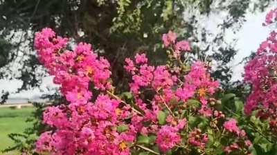 美美音乐 - 陈岩红蔷薇一首《一生一世跟着你》歌声暖心感人，醉人心扉！
