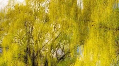 金曲分享家 - 一首经典情歌《门前杨柳迎风摆》超级好听，听了还想听