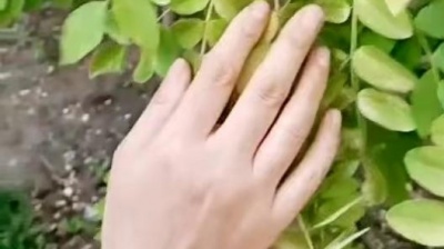 祎璘 - 请抓住我冰冷的手，让我别再向北