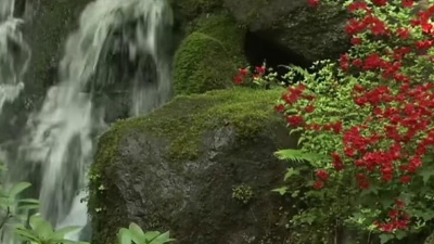 Daveed - The Garden