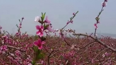 经典金曲 - 林美英演唱经典老歌《相逢夕阳下》好听醉人