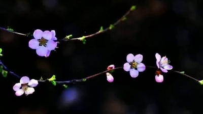 消失的王者 - 刘芳一首《映山红》歌声悠扬婉转，旋律醉人醉心，好听极了