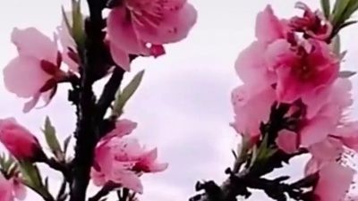 好听音乐 - 邓丽君一首怀旧经典《爱情甜如蜜》唱得情深意浓，听得如痴如醉！
