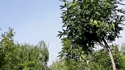 主教大人 - 王建荣一首《肩上的云》经典老歌，歌声悠扬动听，好听极了！