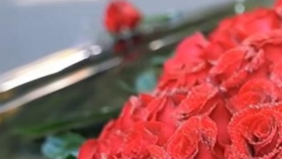 至尊东方 - 沙仑玫瑰啊让我沉醉