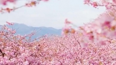 刺客 - 刘芳一首《下一个路口》声音宛若天籁，轻柔美妙