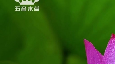 五音本草 - 宫调曲子《画心》古筝洞箫，旋律优美，养心安神