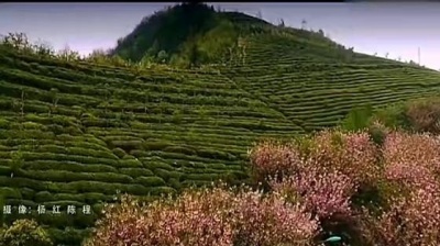 宋祖英 - 欢迎你到茶乡来 (KTV版)