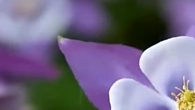 白雪小郡主 - 一首《别回家太晚》句句暖心，醉人醉心！