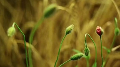 风趣闽南音乐汇 - 经典闽南语歌曲《讲什么山盟海誓》-林玉英