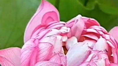 让世界充满欢喜 - 做你的雪莲
邱敬婷