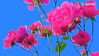 账号已注销 - 祝福你(伴奏版)