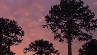 花朵朵 - 爱你爱到39度