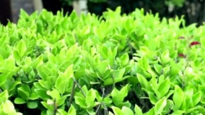 纳兰珠儿 - 多看了你一眼