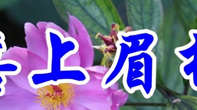 中文金曲 - 韩宝仪一首经典情歌《喜上眉梢》好听极了