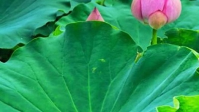 袖珍妈妈逗乐 - 一首好听的纯音乐《出水莲》，曲调优美，我听了好多遍
