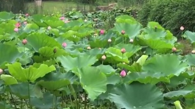 爱听歌的菲 - 龙飘飘演唱经典老歌《临走的誓言》带来满满的回忆
