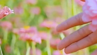 杨柳依依 - 谭晶演唱的《菊花醉》悠扬婉转，情深意重，唱出了对菊花的喜爱之情和沉醉之意。