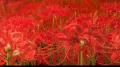能登麻美子 - 狭间 动画版