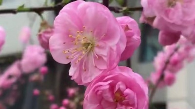 加心文纯 - 黑鸭子一首《母亲》感动无数儿女，愿所有母亲健康长寿！