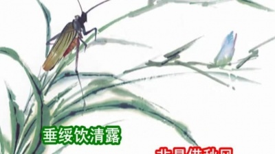 宋鑫淼 - 蝉·垂绥饮清露
