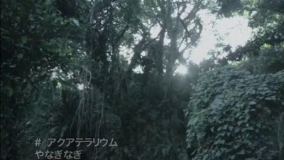 やなぎなぎ - アクアテラリウム