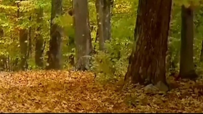 白勺石角 - Nat King Cole《Autumn Leaves》